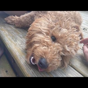 Meet your Posher, Veronica